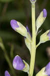 Blue wild indigo